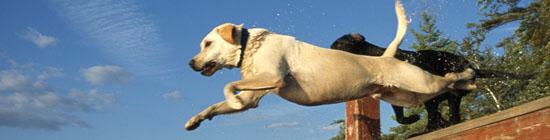 Tierarzt in Aschaffenburg, Tierärzte am Schlosspark, Bild: 2 Hunde springen ins Wasser